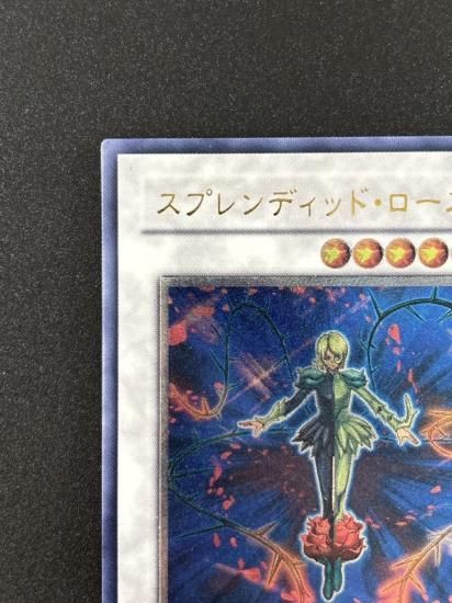 【状態B-】●スプレンディッド・ローズ(TSHD-JP043)