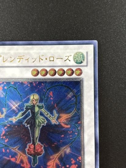 【状態B-】●スプレンディッド・ローズ(TSHD-JP043)