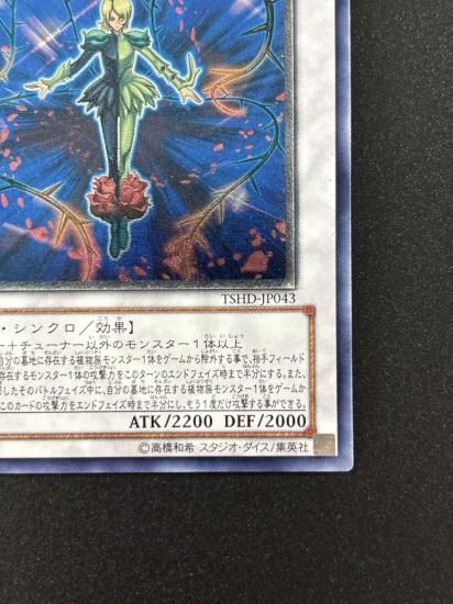 【状態B-】●スプレンディッド・ローズ(TSHD-JP043)