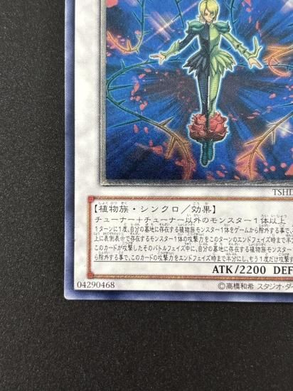 【状態B-】●スプレンディッド・ローズ(TSHD-JP043)